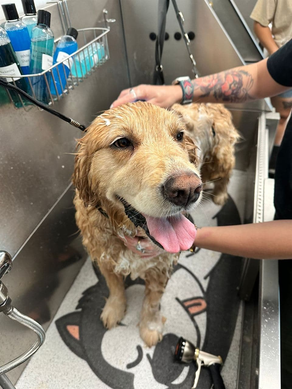 Golden Retriever enjoying a warm bath at Pawadise Parlor in Oklahoma City