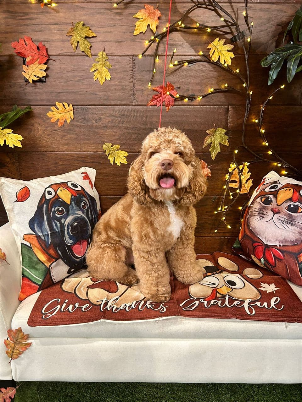 Happy dog after a full breed-specific groom at Pawadise Parlor