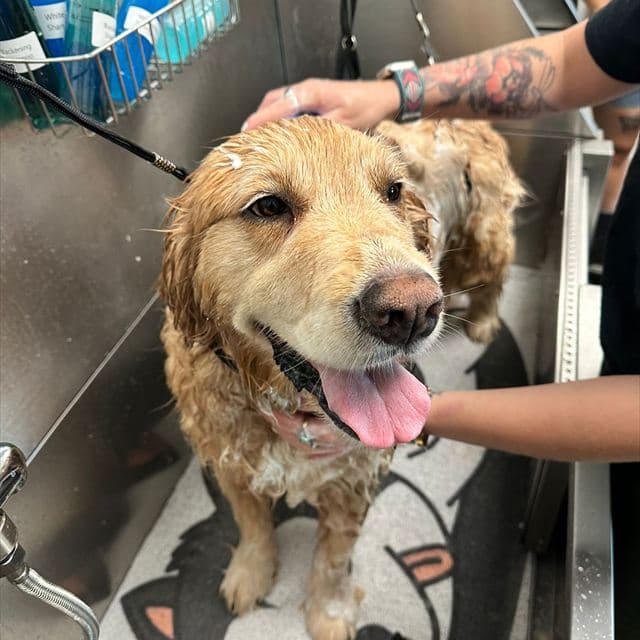 Golden Retriever enjoying a bath at Pawadise Parlor