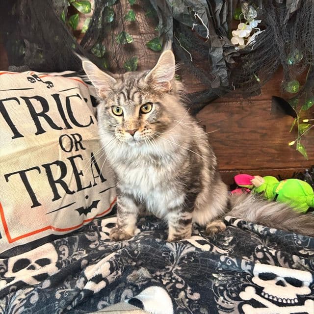 Maine Coon cat groomed at Pawadise Parlor