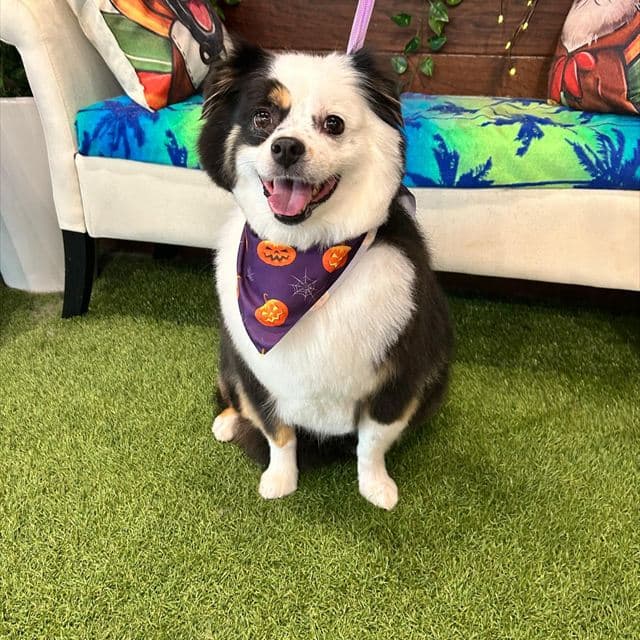 Smiling freshly groomed dog at Pawadise Parlor