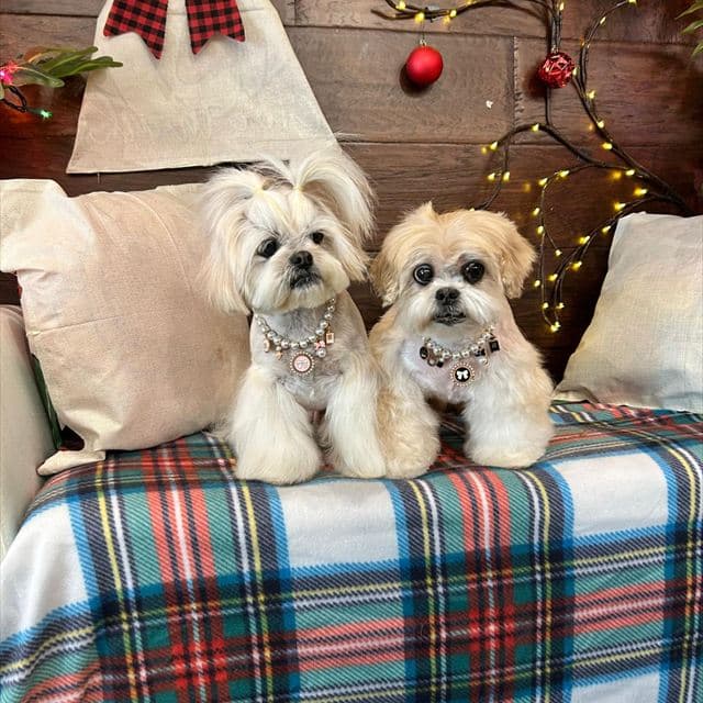 Two pampered Shih Tzus at Pawadise Parlor