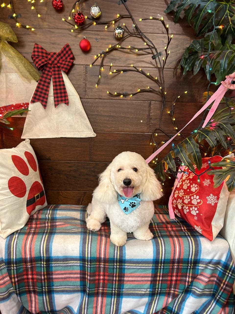 Happy dog after a full groom at Pawadise Parlor pet spa