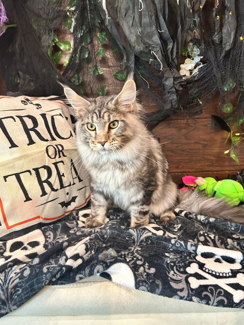 Fluffy Maine Coon cat after gentle grooming at Pawadise Parlor