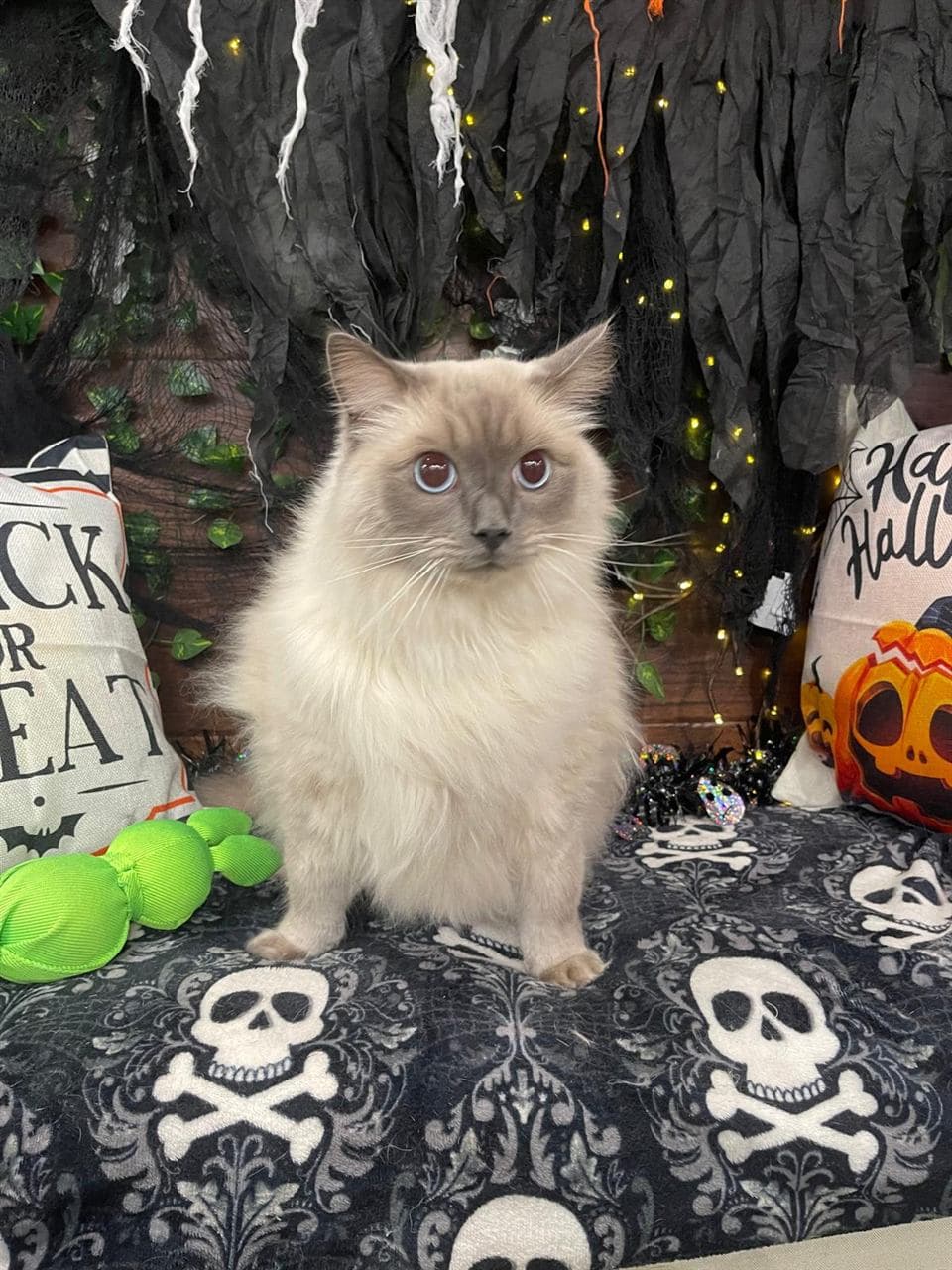 Blue-eyed Ragdoll cat freshly groomed at Pawadise Parlor
