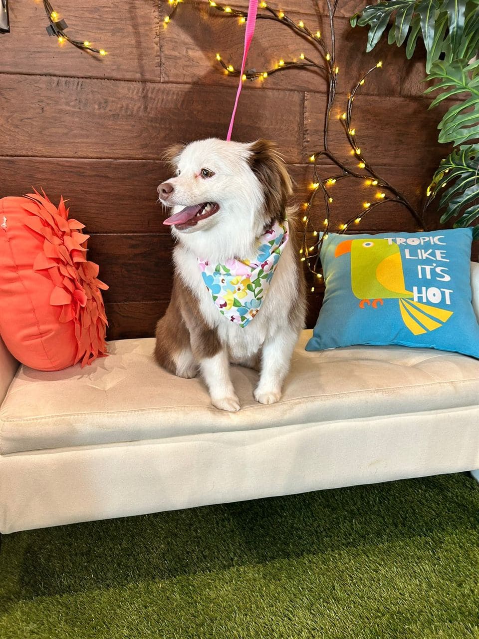 Happy, healthy dog at Pawadise Parlor in Oklahoma City