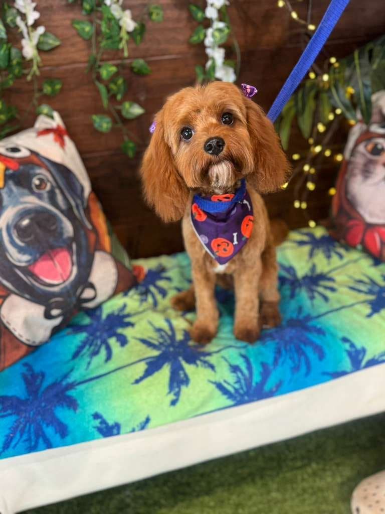 Small dog with a neat trim at Pawadise Parlor Oklahoma City