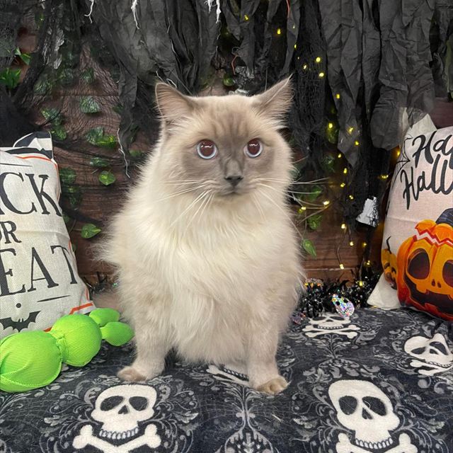 Freshly groomed Ragdoll cat at Pawadise Parlor